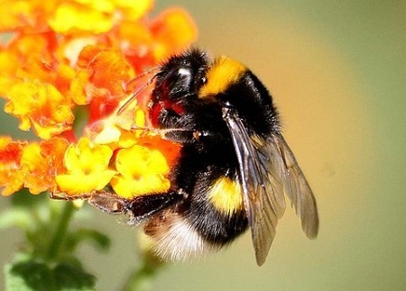 Loài ong tìm thấy các bông hoa theo điện tích của hoa.