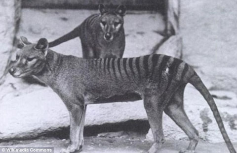 ổ Tasman là loài có túi duy nhất được đứng trong danh sách tái sinh. Chúng sinh sống ở Australia, đảo Tasmania thuộc Australia và New Guinea cho đến tận những năm 1960.