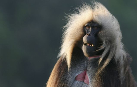 hỉ Gelada là loại khỉ duy nhất chép môi khi giao tiếp. Ảnh: BBC.